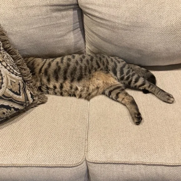 Funny Cat Photos! - Picture 2 of 15